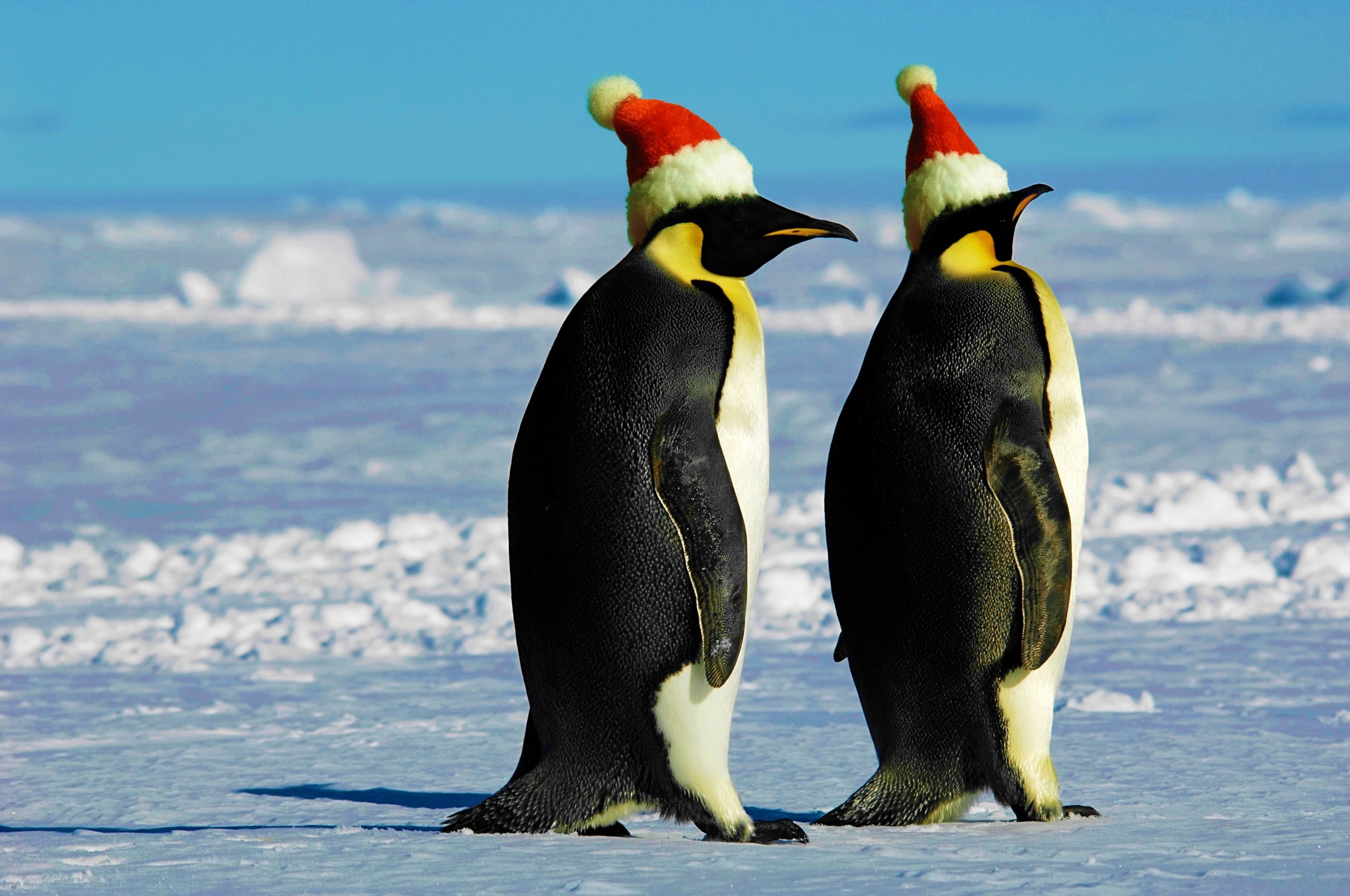 Penguin couple on Christmas